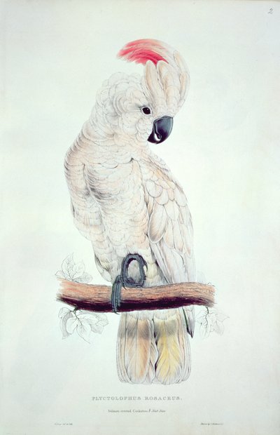 Cacatúa de Cresta Salmón de Edward Lear